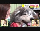 コロナ禍で注目 セラピードッグ　心身をケア 患者が前向きに