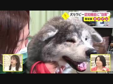 コロナ禍で注目 セラピードッグ　心身をケア 患者が前向きに