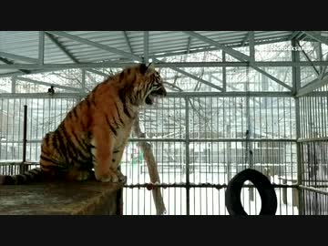 母親を「歌」で呼ぶ、トラの赤ちゃん　ロシアの動物園で