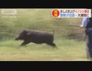 イノットケイサツ―