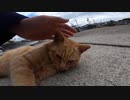 猫島の茶トラ猫がキョロキョロしていたので腰トントンしたらゴロンと寝転んで可愛かった