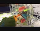 パズルを解いておやつをGETするインコ