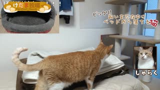 【しゃらく】ベッドから落ちる猫【ナレ無】