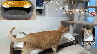 【しゃらく】ベッドから落ちる猫【ナレ付】