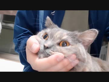 猫といえば顎