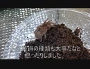 [イブのんどきゃ]タランチュラ飼育日記その１０５[だいたい解決]
