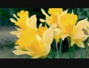 FAVS MOVIE of NATURE