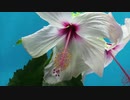 FAVS MOVIE of NATURE