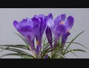 FAVS MOVIE of NATURE