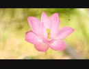 FAVS MOVIE of NATURE