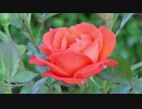 FAVS MOVIE of NATURE