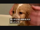 ドイツで犬の密輸が急増、在宅勤務に伴うペット需要の高まりで
