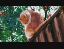 FAVS MOVIE of NATURE