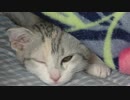 ★今日会ったばっかりなのに私の布団で寝るかわいい幼女ネコ★　【短足マンチカン】　Cute cat