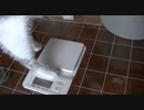 2021年2月14日　幼女ネコの体重測定→トイレ後始末〇撮→食後ダッシュ隠し撮り→膝上ゴロゴロ　中年おっさん　(´＾ω＾｀)ﾆﾁｬｧ　★短足マンチカン幼女★