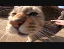 ノシノシ歩くお腹タプタプ野良猫が何やら猫語で話しかけてきてカワイイ