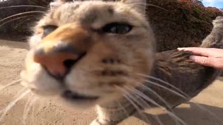 ノシノシ歩くお腹タプタプ野良猫が何やら猫語で話しかけてきてカワイイ