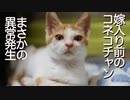 嫁入り前コネコチャン、異常が発生する