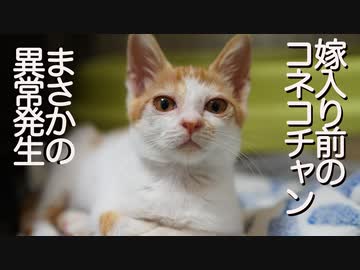 嫁入り前コネコチャン、異常が発生する