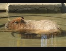 日光浴とプールとカピバラさん(千葉市動物公園)
