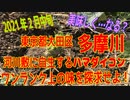 「多摩川」ハマダイコンを使ってワンランク上の味を探求せよ！