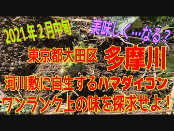 「多摩川」ハマダイコンを使ってワンランク上の味を探求せよ！