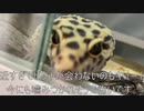 [ピカチュウ]タランチュラ飼育日記その１０６[それはほぼピカチュウ]