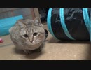 興奮しすぎたタタルさん　＃218