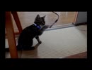 USBケーブルにちょっかいを出す猫 - a cat stretches out his paw to a USB cable -