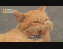 気象と猫の行動に関する考察