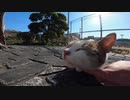 白キジ猫のファミリーに出会ったので遠慮なくモフらせてもらいました