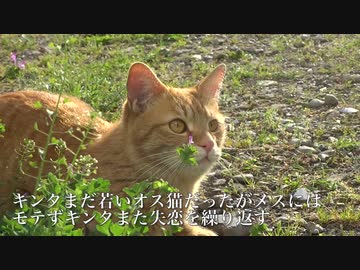 【猫】キンタ負けるな