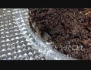 [がっこうぐらしは]タランチュラ飼育日記その１０７[もうね、ずっと泣けるんですよ]