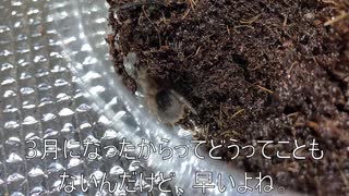 [がっこうぐらしは]タランチュラ飼育日記その１０７[もうね、ずっと泣けるんですよ]