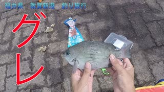 【釣り動画】実は隣の釣り人に大物グレを頂きました！