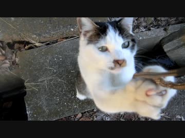 【やめて～！】猫にストラップが襲われる。。。