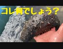 番外編【天橋立】冬の風物詩？
