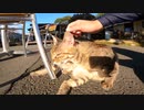 野良猫がコロナで客足の減ったカフェで招き猫の仕事をしていた
