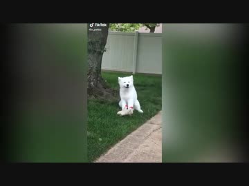 【TikTok・ハッピードッグ集】
