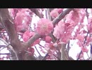 ＃瀬戸山雄一郎 　熊本南部の人吉～錦町の風景　今日の招待者　木揚のお母さん　荒田のお父さん　画像タブレットを利用しています　この動画は錦町の防犯にも活躍しています　警察　消防の方も観覧されています