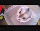 ハムスター飼いました。その114～2021年2月だよ!!体重測定だよ!!～