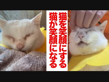 猫を笑顔にするお仕事