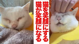 猫を笑顔にするお仕事