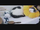風に聞け　２１０２２７　Guitar House - josh pan