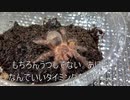 [宮原るり先生は]タランチュラ飼育日記その１０８[kawaii界の横綱]