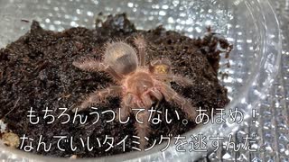 [宮原るり先生は]タランチュラ飼育日記その１０８[kawaii界の横綱]