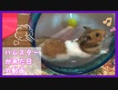 【癒し】お迎え初日でも元気いっぱいに走るハムスター【コル】