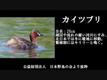 魔使マオ、カイツブリ説【にじさんじ切り抜き/魔使マオ】