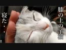 膝の上の子猫・・・寝たｶﾜ(・∀・)ｲｲ!!　2021円2月28日★短足マンチカン幼女★