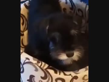 犬（ミニチュアシュナウザー）ｖｓ猫その９